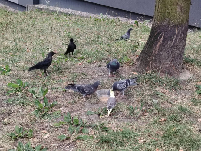 Osiedle w Katowicach ściga papużkę, ale ta się nie daje!