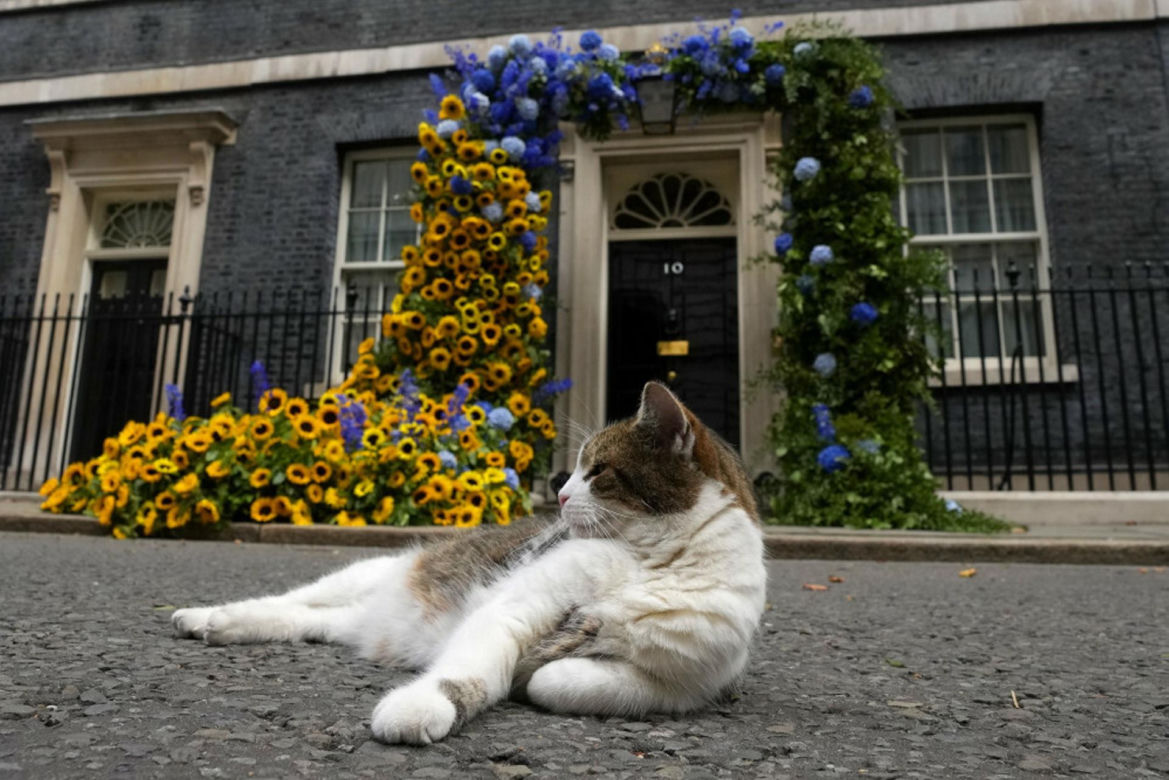 Oto Larry. Chief Mouser to the Gabinet Office