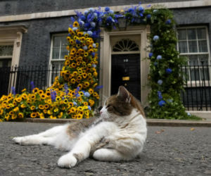 Oto Larry. Chief Mouser to the Gabinet Office