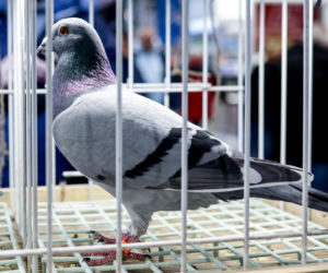 Katowice stolicą gołębiarstwa. Za nami 17. edycja EXPOGołębie. To największa tego typu impreza w Europie