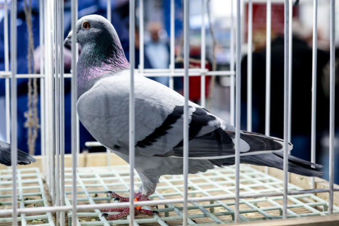 Katowice stolicą gołębiarstwa. Za nami 17. edycja EXPOGołębie. To największa tego typu impreza w Europie