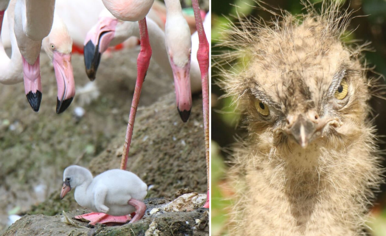 Gdańsk: Flaming oraz kariama czerwononoga przyszły na świat w oliwskim zoo