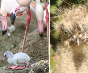 Gdańsk: Flaming oraz kariama czerwononoga przyszły na świat w oliwskim zoo