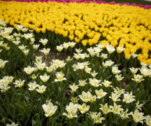 Festiwal tulipanów w Stambule - Istanbul Lale Festivali