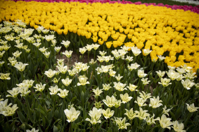 Festiwal tulipanów w Stambule - Istanbul Lale Festivali