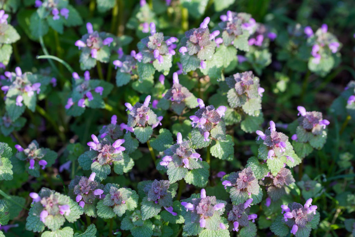 Jasnota purpurowa