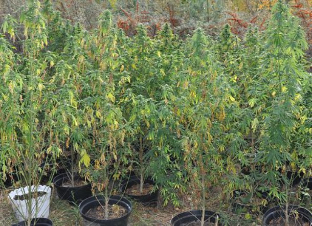 marihuana