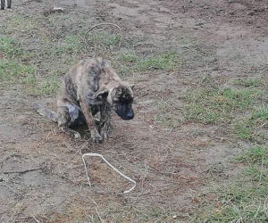 Ten pies przeżył piekło. Teraz szuka domu, w którym go pokochają