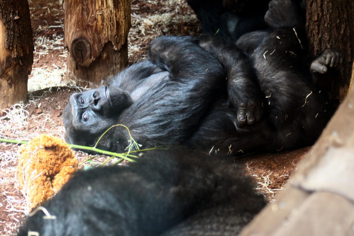 Nowe mieszkanki w ZOO Warszawa