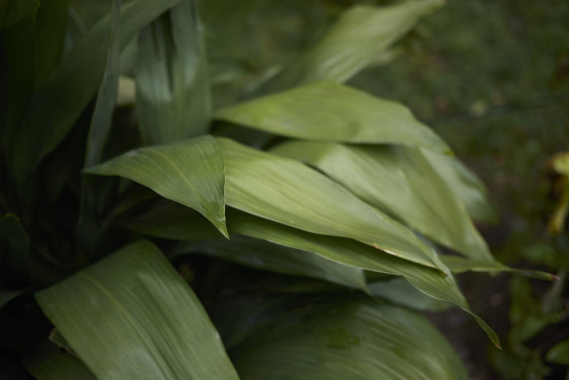 Aspidistra wyniosła