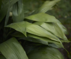 Aspidistra wyniosła