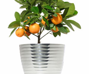 Jakie cytrusy mozna uprawiac w domu