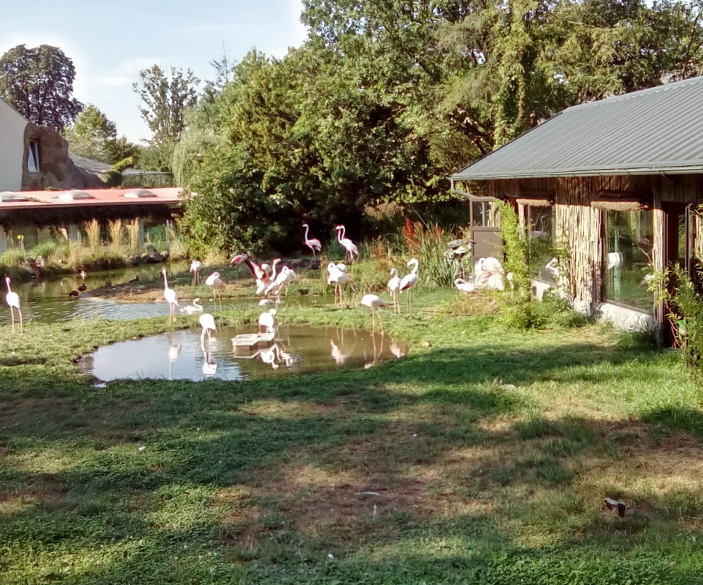 Flamingi w opolskim zoo