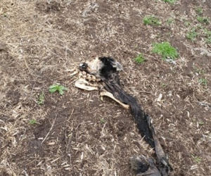 Makabra pod Płockiem! Z głodu zjadały same siebie, spały w dywanie z odchodów [ZDJĘCIA]