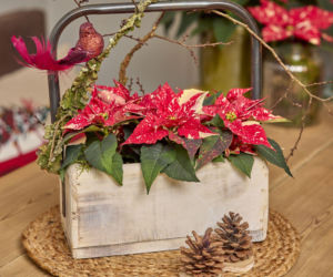 Mini gwiazda betlejemska