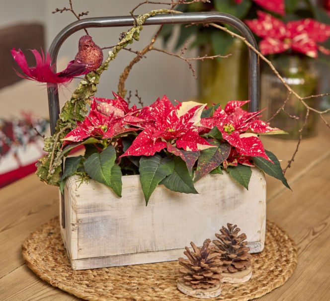 Mini gwiazda betlejemska