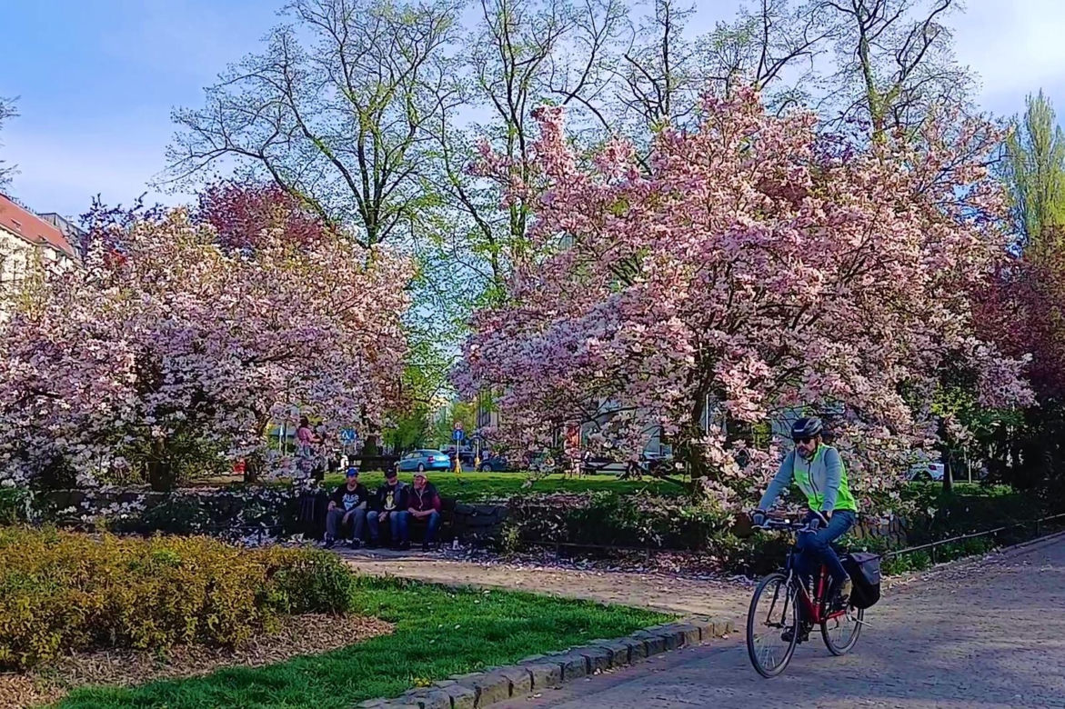 Magnolie w Szczecinie