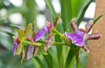 Storczyk Zygopetalum