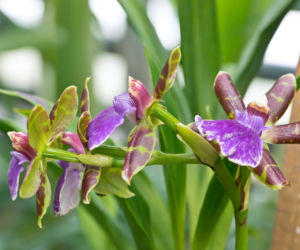 Storczyk Zygopetalum