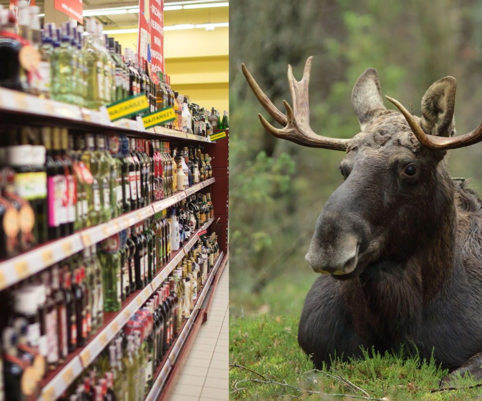 Łoś zdemolował półki z alkoholem