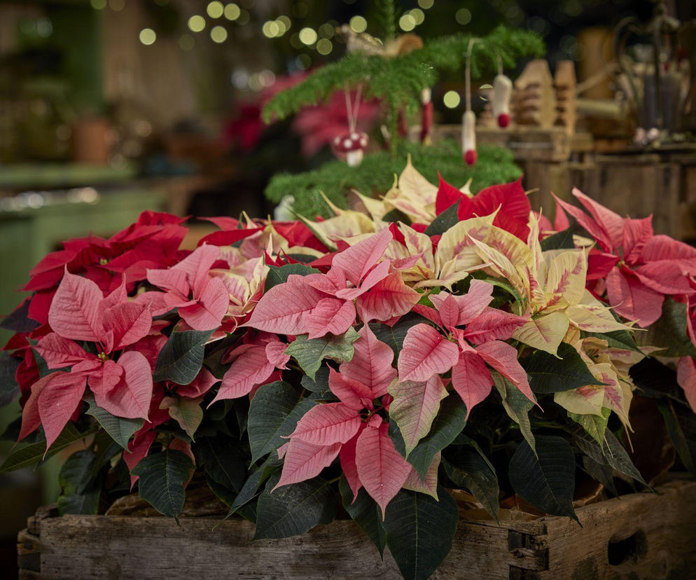 Jak dbać o gwiazdę betlejemską, żeby nie gubiła liści? Sprawdzone zasady pielęgnacji