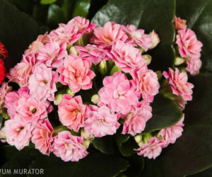Kalanchoe Blossfelda
