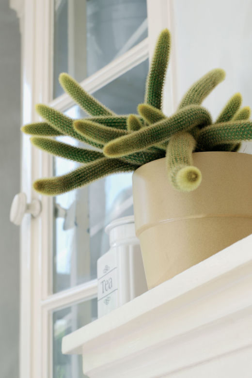 Aporocactus