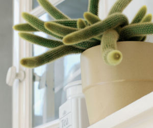 Aporocactus