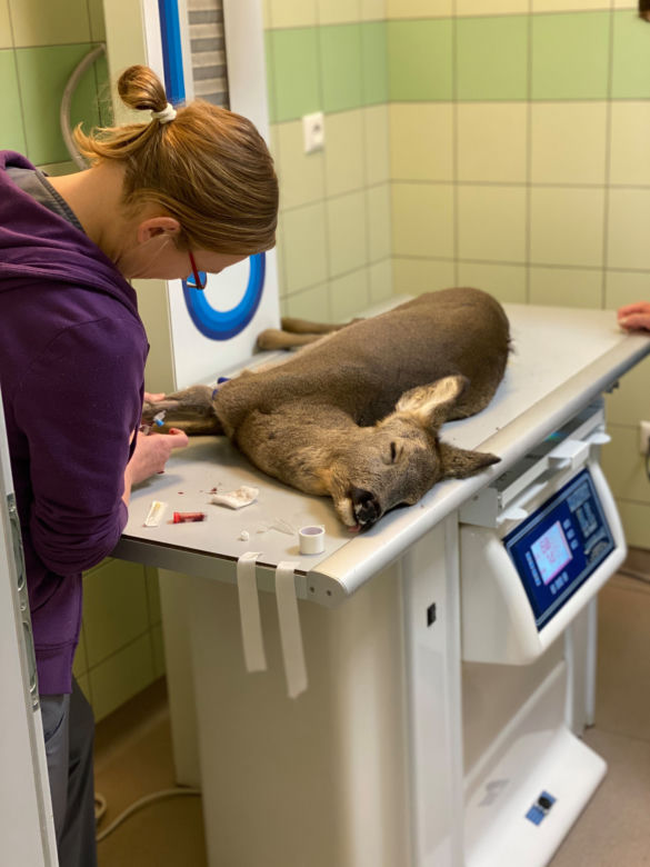 Oswojona sarna przez śnieg zgubiła drogę do domu [ZDJĘCIA]