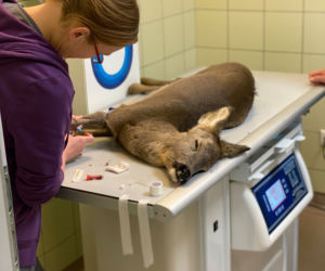 Oswojona sarna przez śnieg zgubiła drogę do domu [ZDJĘCIA]