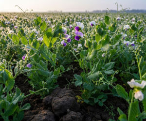 Uprawa roślin bobowatych to darmowy nawóz i tańsza pasza