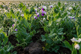 Uprawa roślin bobowatych to darmowy nawóz i tańsza pasza