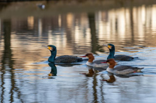 Kalisz odwiedzają rzadkie ptaki. Dlaczego pojawiają się w centrum miasta?