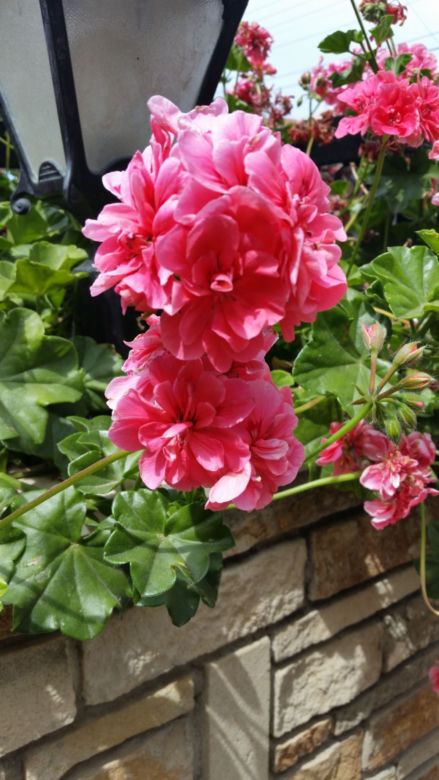 Pelargonie rabatowe