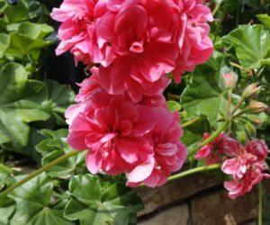 Pelargonie rabatowe