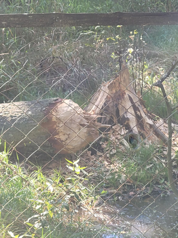 Prastara Puszcza Dulowska w Małopolsce. Spotkasz tam nawet łosie! 