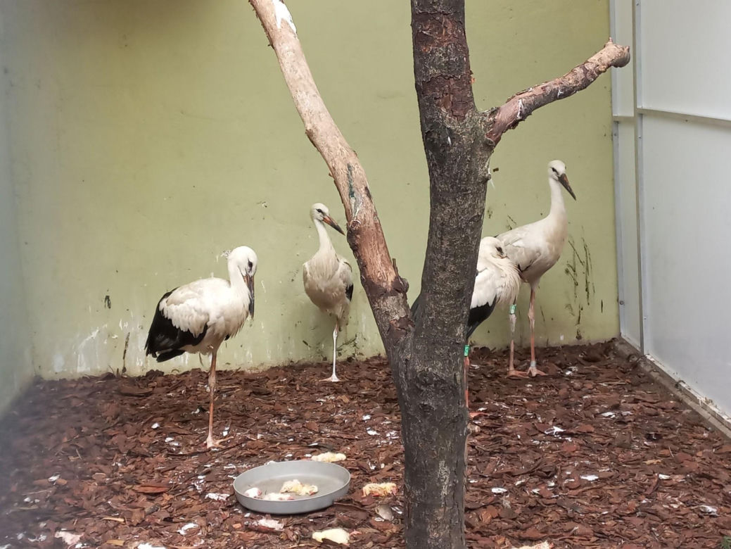 Dniami i nocami ratują dzikie zwierzęta. Niezwykłe miejsce w Spytkówkach w powiecie kościańskim