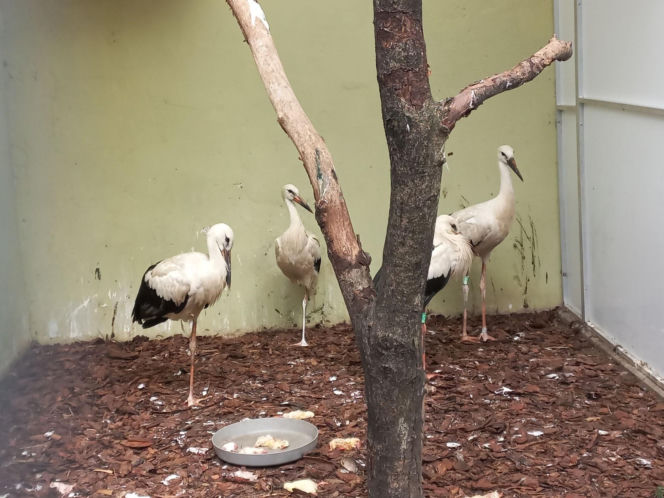 Dniami i nocami ratują dzikie zwierzęta. Niezwykłe miejsce w Spytkówkach w powiecie kościańskim