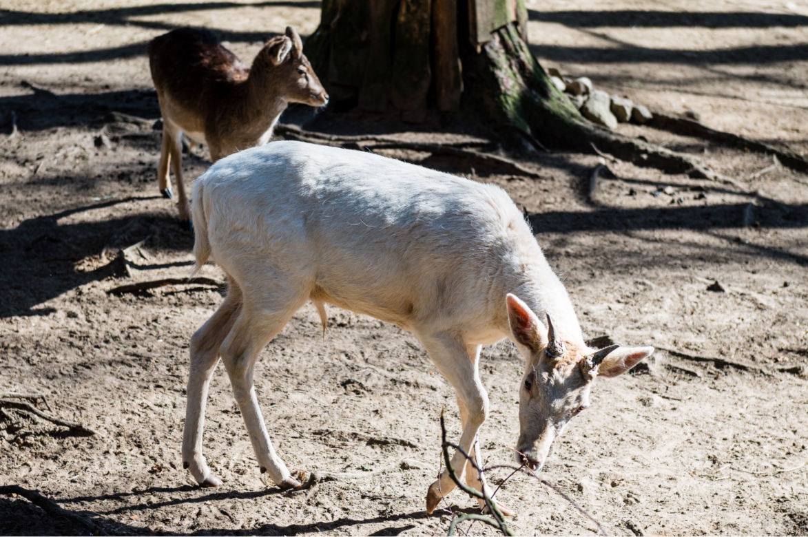 Koronawirus w Trójmieście. Zwierzęta z zoo tęsknią za ludźmi