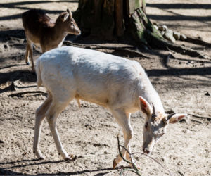 Koronawirus w Trójmieście. Zwierzęta z zoo tęsknią za ludźmi