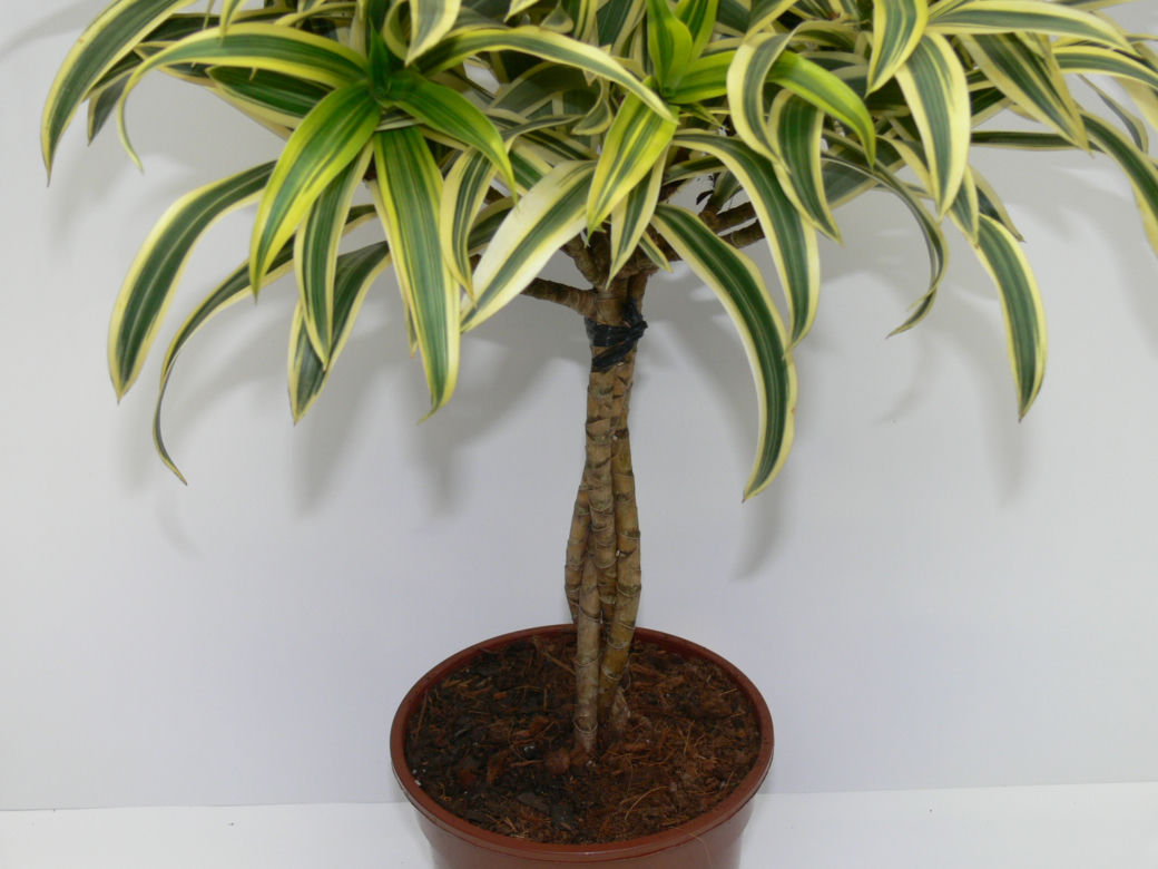 Dracena odwrócona