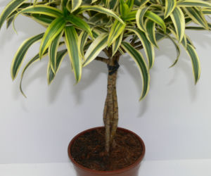 Dracena odwrócona