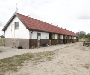 Stadnina koni