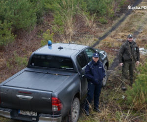 Śląskie: Coraz więcej przypadków kradzieży choinek z lasów. Będzie więcej patroli straży leśnej [ZDJĘCIA]