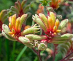 Kangurza łapa wygląda jak pluszowa zabawka, a to kwiat!