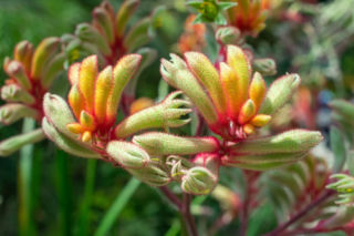 Kangurza łapa wygląda jak pluszowa zabawka, a to kwiat!