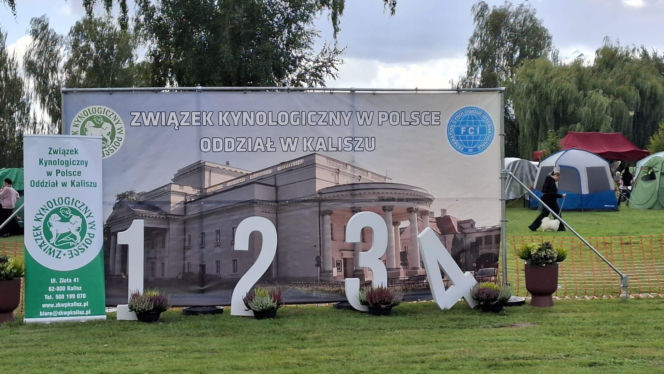 Psie piękności królują w Kaliszu