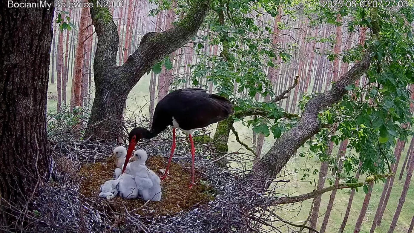 Bocian czarny wyrzucił z gniazda dwa pisklaki