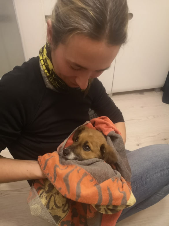 Szczeniak uwięziony w rurze kanalizacyjnej! Fuksa uratowali strażacy i wolontariusze