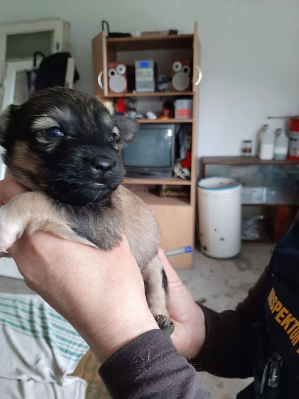 Chory mężczyzna zamknięty w domu z 28 psami! Horror na Sądecczyźnie!